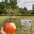 ニュートンの木の前でリンゴをかじる - 2