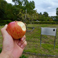 ニュートンの木の前でリンゴをかじる - 3