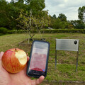 写真: ニュートンのリンゴの木の前でかじったリンゴとiOS版Vivaldi - 1