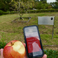 ニュートンのリンゴの木の前でかじったリンゴとiOS版Vivaldi - 2