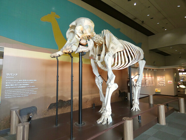 東山動植物園：アフリカゾウの骨格標本 - 1