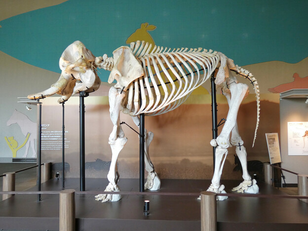 東山動植物園：アフリカゾウの骨格標本 - 2