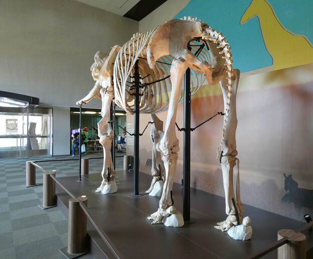 写真: 東山動植物園：アフリカゾウの骨格標本 - 3