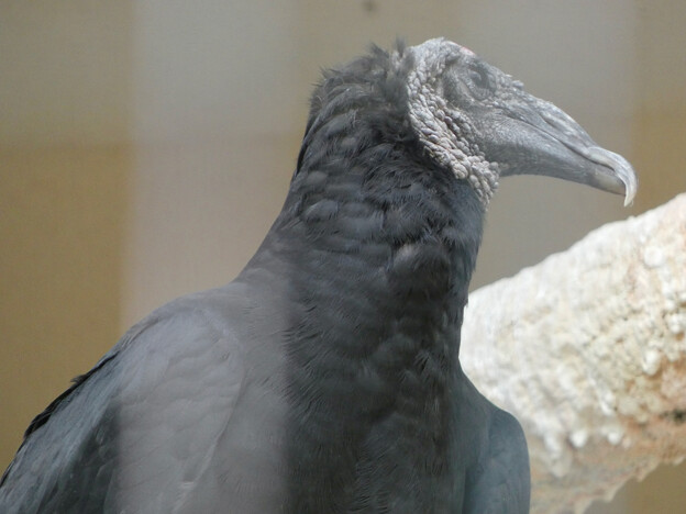 写真: 東山動植物園のクロコンドル - 2