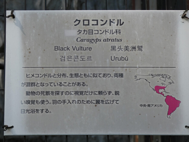 東山動植物園のクロコンドル - 4