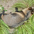 写真: 草むらで寝てたホンドダヌキ