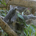 写真: ユーカリを食べてたコアラ - 2