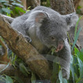 写真: ユーカリを食べてたコアラ - 4