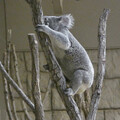 ユーカリの木に登るコアラ - 1