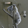 写真: ユーカリの木に登るコアラ - 3