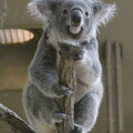 写真: ユーカリの木に登るコアラ - 4
