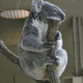 写真: ユーカリの木に登るコアラ - 6
