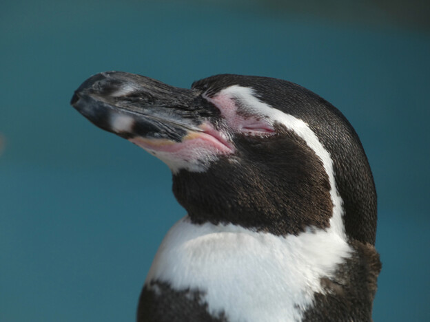 フンボルトペンギンの顔のアップ - 1