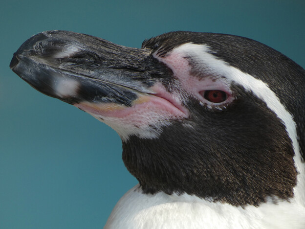 フンボルトペンギンの顔のアップ - 2