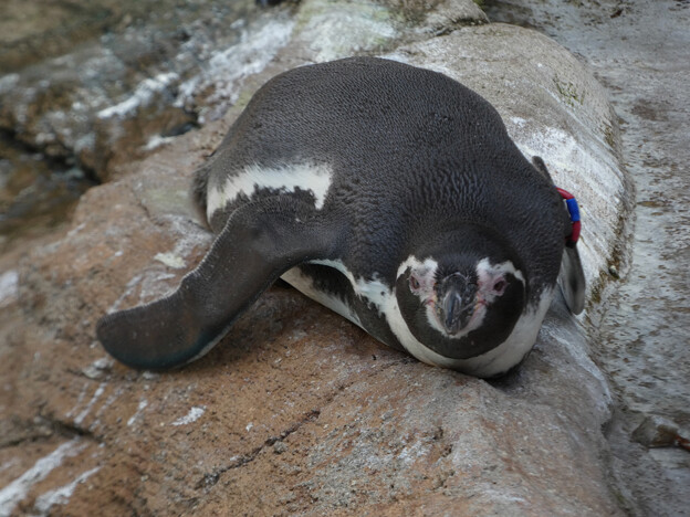 写真: 岩の上で寝ていたフンボルトペンギン - 1