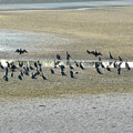 写真: 大池に100羽以上集まってたカワウ - 2