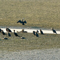 写真: 大池に100羽以上集まってたカワウ - 6