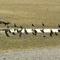 写真: 大池に100羽以上集まってたカワウ - 7