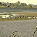 写真: 大池に100羽以上集まってたカワウ - 9