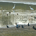 写真: 大池に100羽以上集まってたカワウ - 12