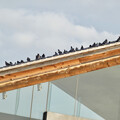 写真: 屋根の上で休む沢山の鳩 - 1