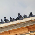 屋根の上で休む沢山の鳩 - 2