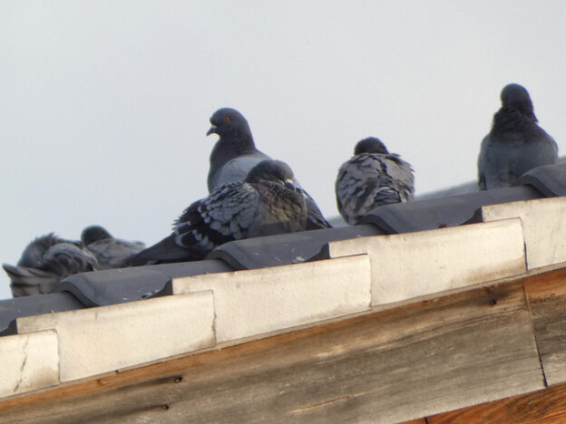 屋根の上で休む沢山の鳩 - 3