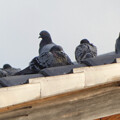 写真: 屋根の上で休む沢山の鳩 - 3