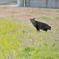 写真: 庄内川沿いにいた猫 - 1