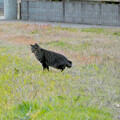 写真: 庄内川沿いにいた猫 - 2