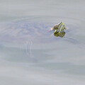 写真: 顔だけ出して泳ぐミシシッピアカミミガメ