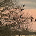 写真: 木の上に集まる沢山のカワウ - 3