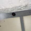 写真: 真冬の公園のトイレにいたテントウムシとヒラタグモの巣？ - 1