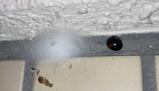 写真: 真冬の公園のトイレにいたテントウムシとヒラタグモの巣？ - 2