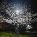 落合公園の満開の夜桜（2024年4月4日）- 2