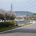 中央道桃花台沿いの桜（2024年4月06日）- 1