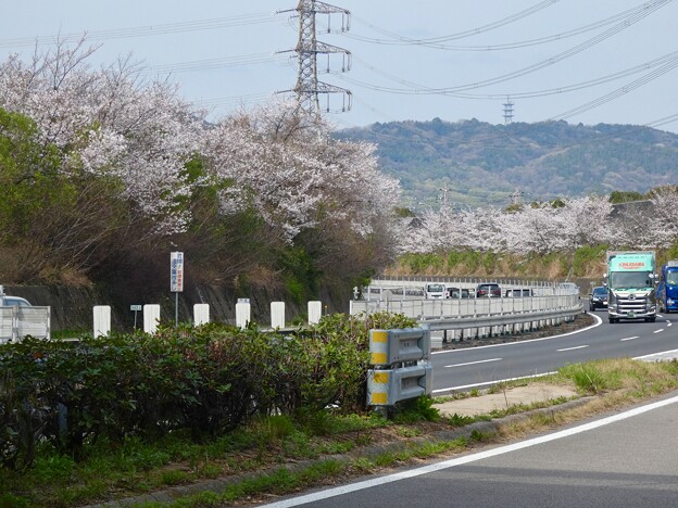 写真: 中央道桃花台沿いの桜（2024年4月06日）- 2