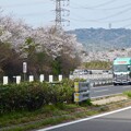 写真: 中央道桃花台沿いの桜（2024年4月06日）- 3