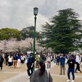 鶴舞公園 桜まつり2024 - 1