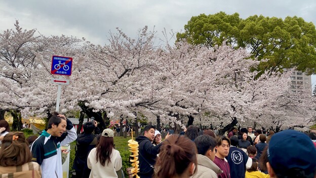 鶴舞公園 桜まつり2024 - 10