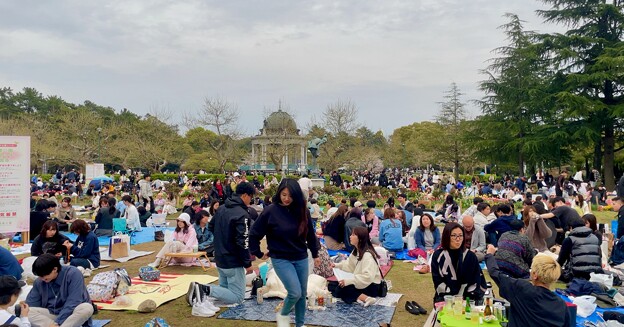 写真: 鶴舞公園 桜まつり2024 - 11