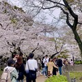 鶴舞公園 桜まつり2024 - 18