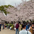 鶴舞公園 桜まつり2024 - 14
