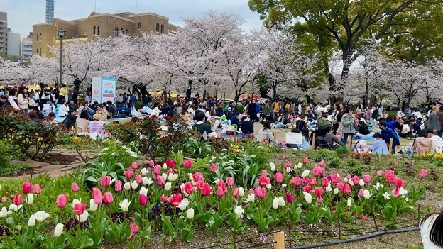 写真: 鶴舞公園 桜まつり2024 - 22