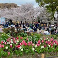 写真: 鶴舞公園 桜まつり2024 - 22