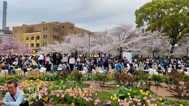 写真: 鶴舞公園 桜まつり2024 - 23
