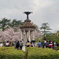 鶴舞公園 桜まつり2024 - 24