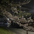 写真: まだ満開の木もあった落合公園の桜（2024年4月11日）- 1
