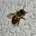 写真: 壁にいた少し黒っぽいミツバチ（ニホンミツバチ？）- 1