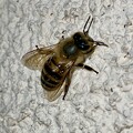 写真: 壁にいた少し黒っぽいミツバチ（ニホンミツバチ？）- 2
